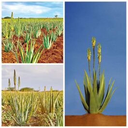 aloeveraproduktai