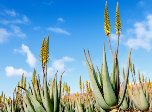 aloeveraproduktai.lt